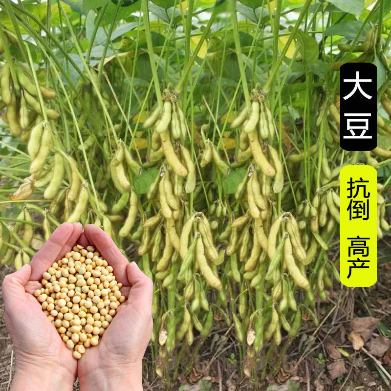 稳产旱黄豆种子荷豆15大田春夏高蛋白大豆种 高产大豆种50克【约100粒