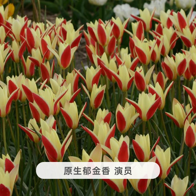 左家花园原生郁金香种球种子可复花切花多年生进口球根花卉盆栽 演员 5球6-8cm 周长5-6cm