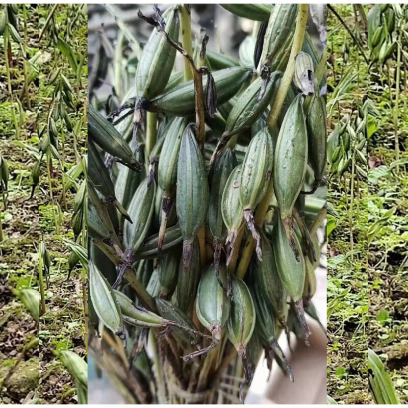 禾之润毛慈菇种子冰球子山慈菇果荚山茨菇正宗中药材独角白芨籽10颗