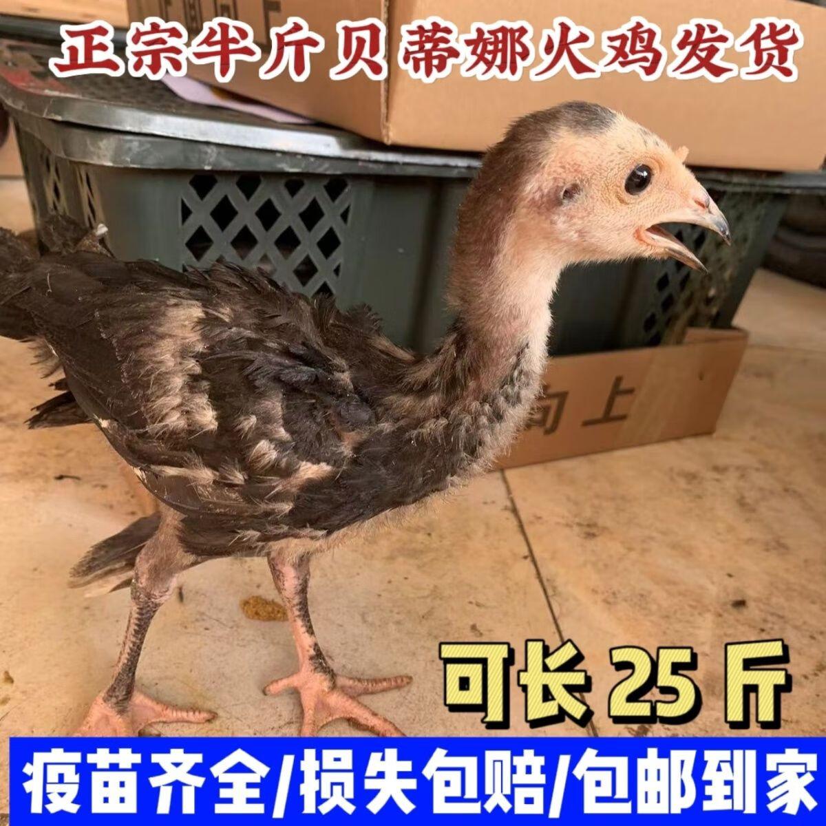 半斤火鸡苗家养贝蒂娜火鸡青铜火鸡大种火鸡巨型火鸡活苗鸡苗 半斤