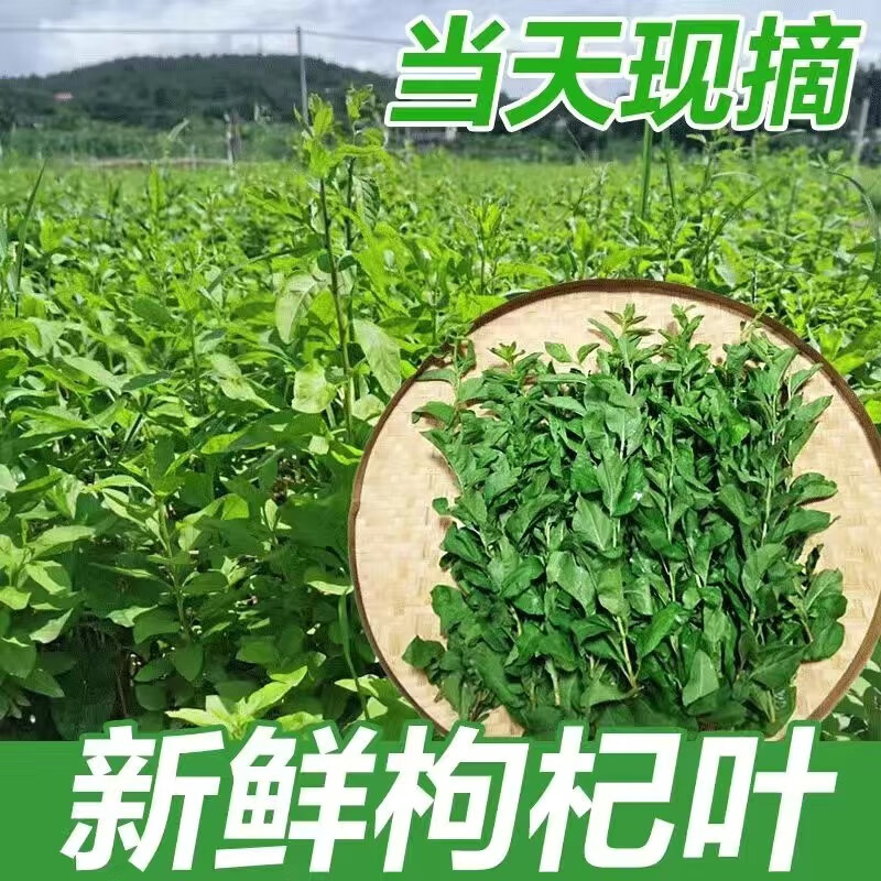 当天采摘枸杞叶新鲜食用枸杞叶四季食用枸杞叶菜带枝新鲜蔬菜 带枝