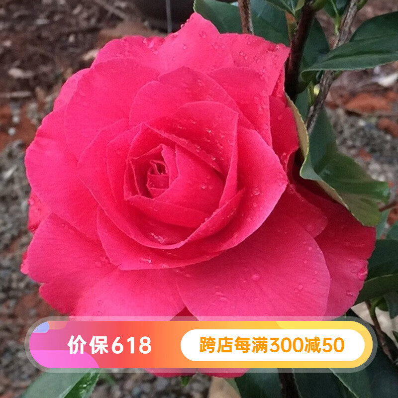 虹越精品茶花树苗  阳台庭院易养花灌木花卉花苗 梦娜玫瑰 2年生嫁接