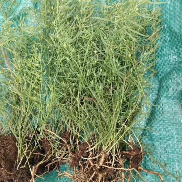姒桀麦黄草苗 白蕊草苗 百蕊草苗 室内园