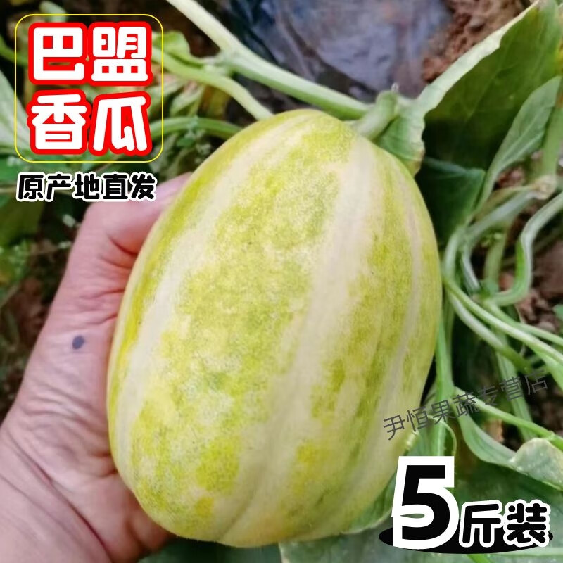 巴盟香瓜 内蒙河套特产白兰脆甜瓜 东北白莲脆 新鲜水果现摘顺丰 5斤