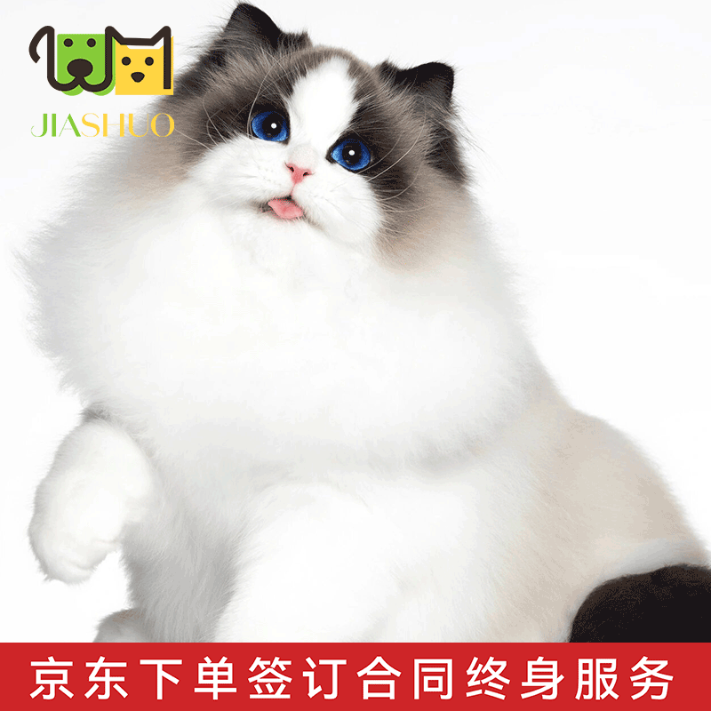 佳朔 布偶猫活体幼猫海蓝双色宠物猫咪活体签合同终身饲养售后指导