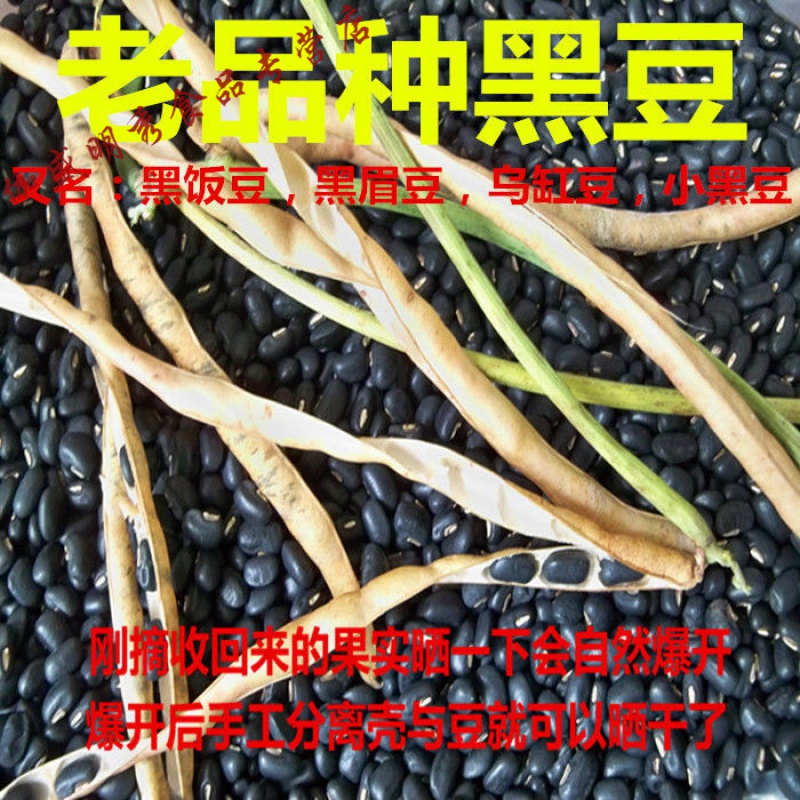 维霆广西马山土黑豆又叫黑饭豆黑眉豆可做种子老品种肾形五谷杂粮 1斤