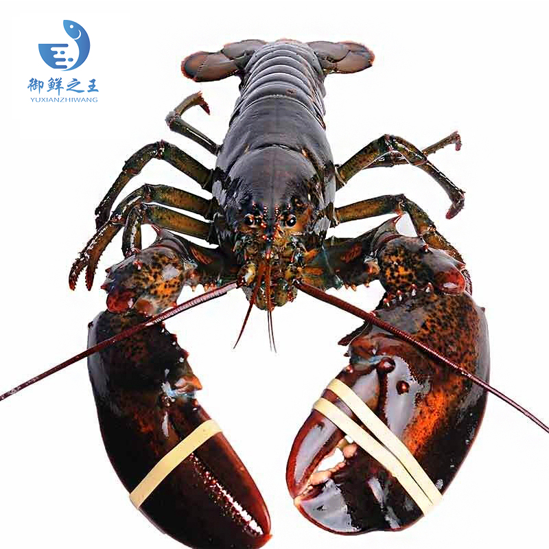 【活鲜】御鲜之王 鲜活波士顿龙虾900-1000g/只 1只 波龙 生鲜大龙虾 活虾海鲜水产