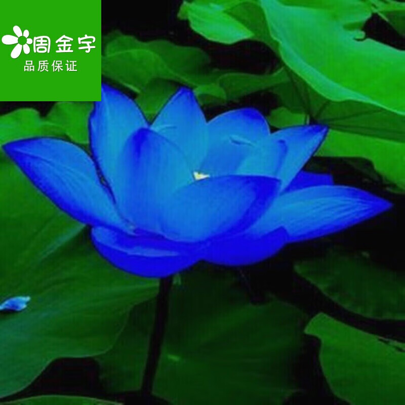 荷花苗 莲藕种苗 盆栽大型莲花 水培水养盆栽荷花种根 睡莲根块 蓝色