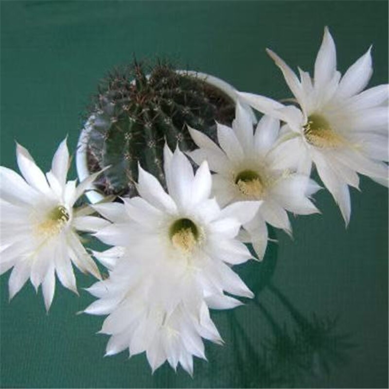 开花仙人球仙人掌盆栽类植物室内含盆开花盆栽办公室绯花玉 白草球5