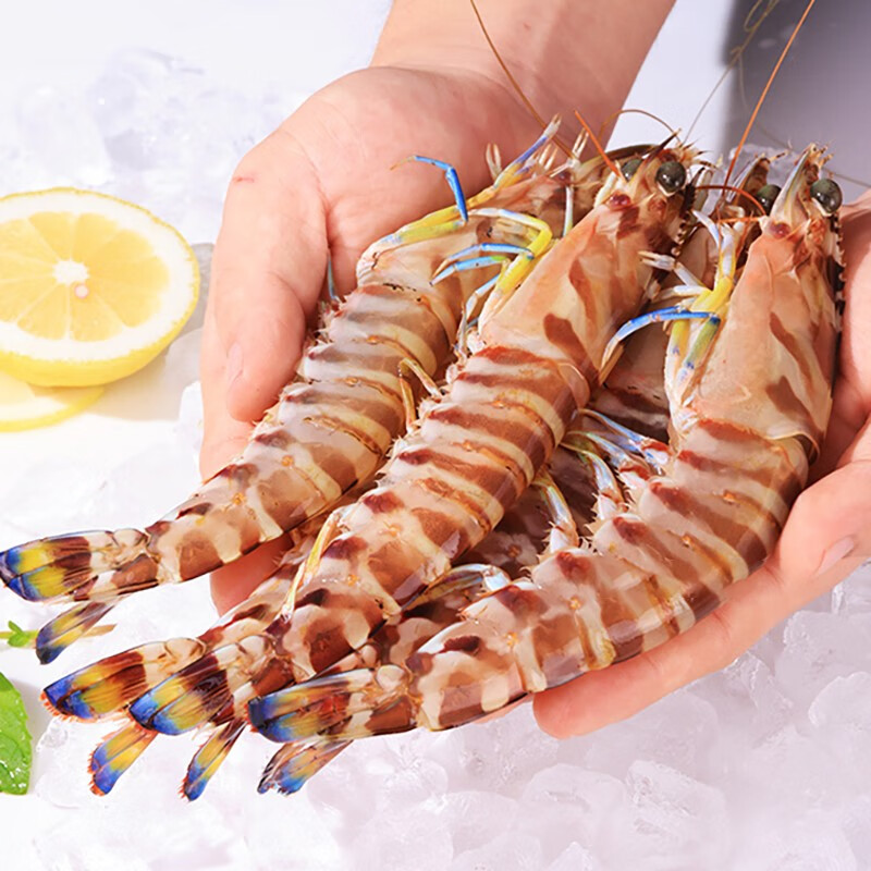 东山岛海捕大斑节虾 竹节虾 花虾黑虎虾基围虾生鲜水产送礼海鲜 特大