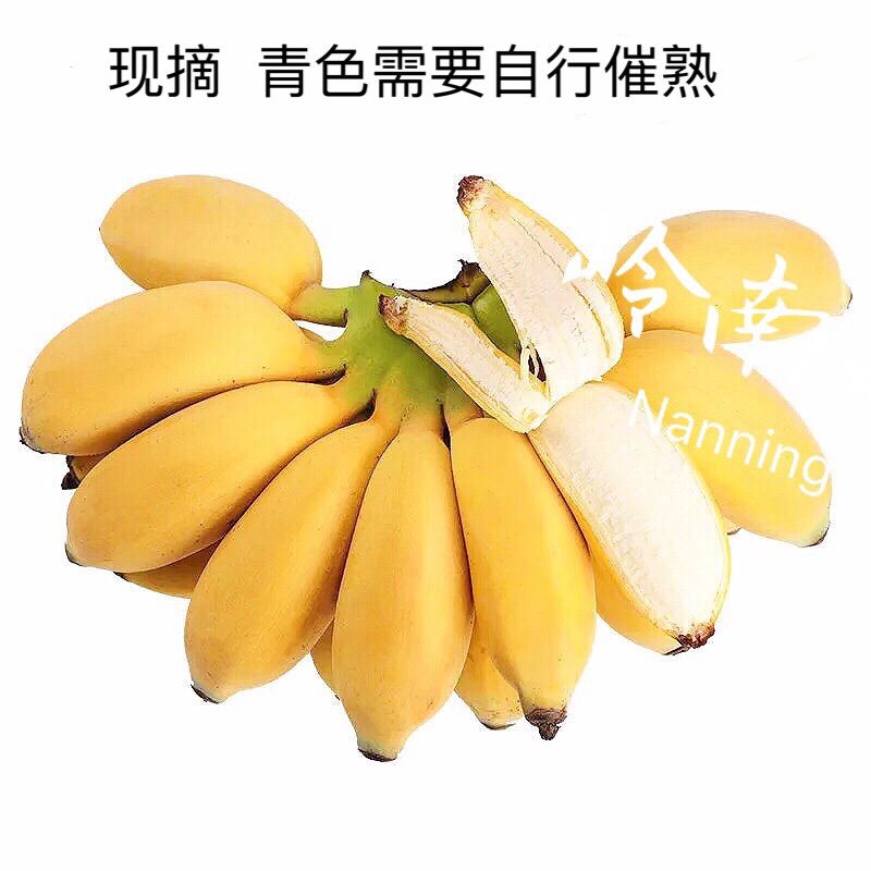 【精选s级】广西香蕉小米蕉香蕉批发新鲜水果应季香焦小香蕉当季 -略