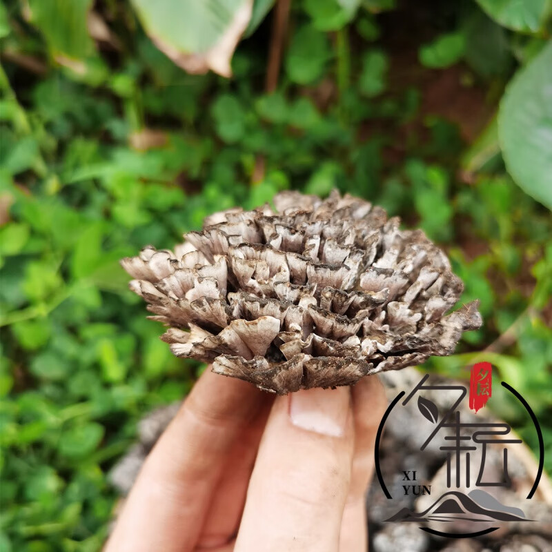 禾澹云南干巴菌新鲜干巴菌免清理鸡枞菌松茸牛肝菌菌菇 【现货】整朵