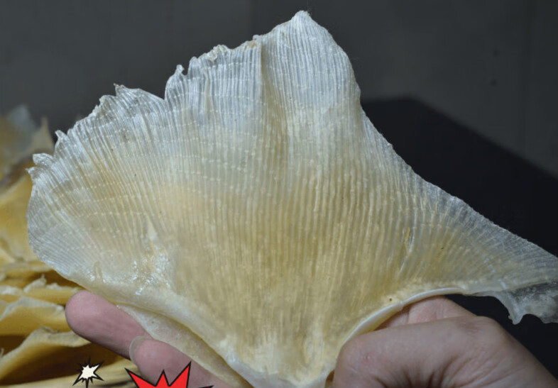 鱼翅正宗天九翅海狗翅浦鱼翅天星翅煲汤食材海鲜干货 特大号1000g两斤