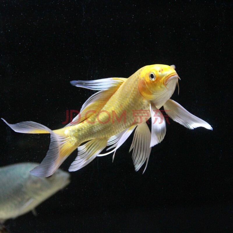 水族活体价格分析助手|水族活体价格历史