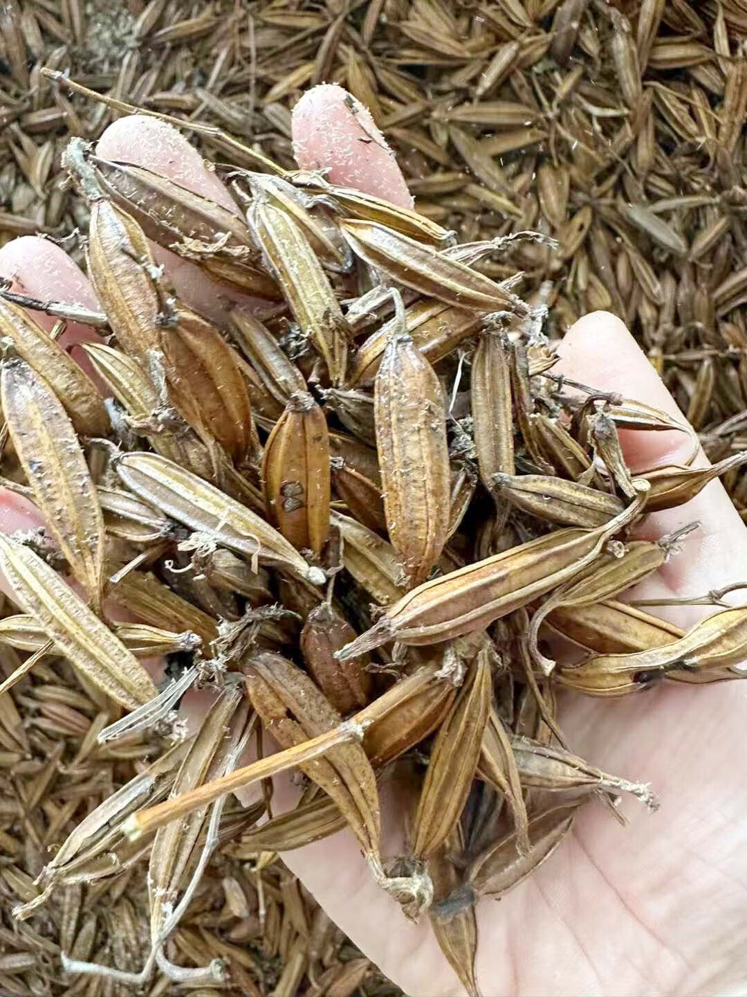 楓隅白芨种子紫花三叉大宽叶白芨果荚四季播种用种籽籽 白芨种子一斤