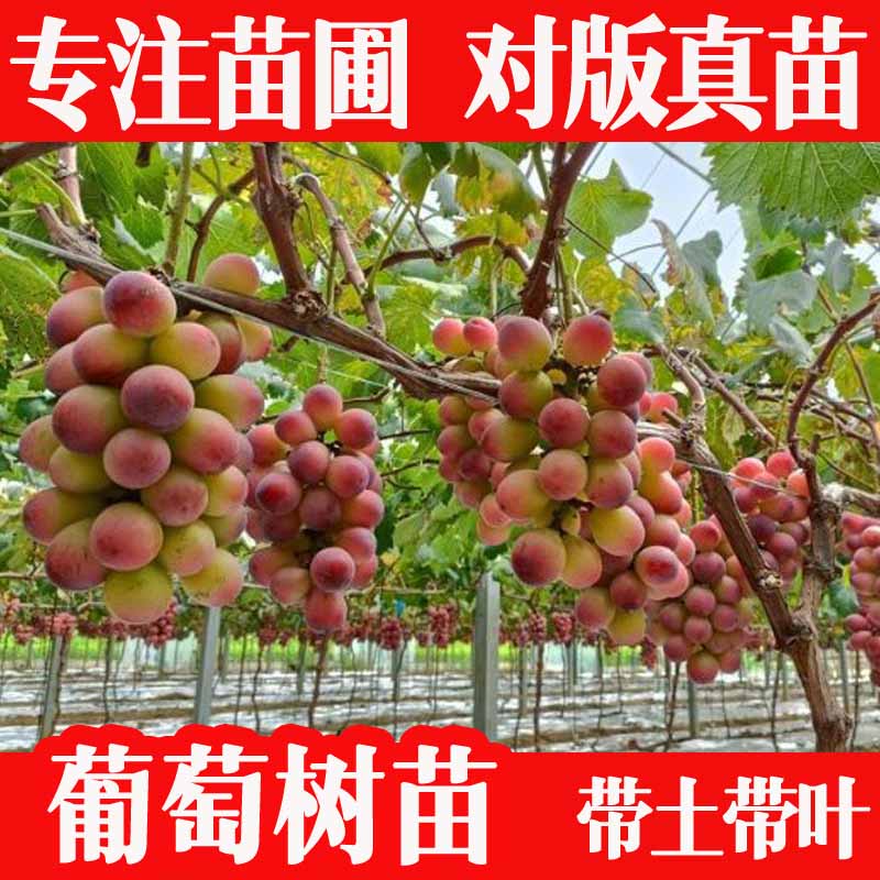 醉春木葡萄树苗夏黑提子苗巨峰蓝宝石无核葡萄苗带土带叶盆栽地栽水果