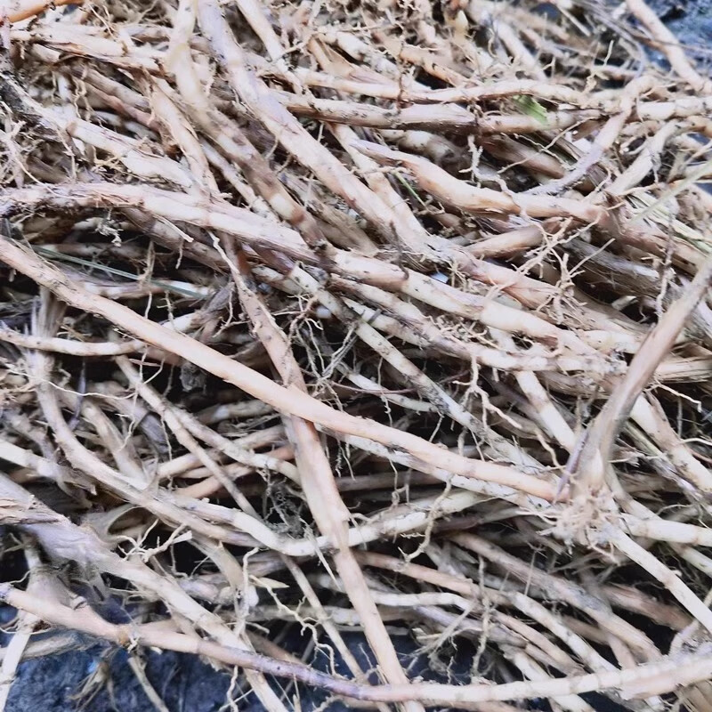 贵州白茅根湿茅草中药材丝茅根新鲜现挖整棵洗净晒干泡水甜草根 新鲜