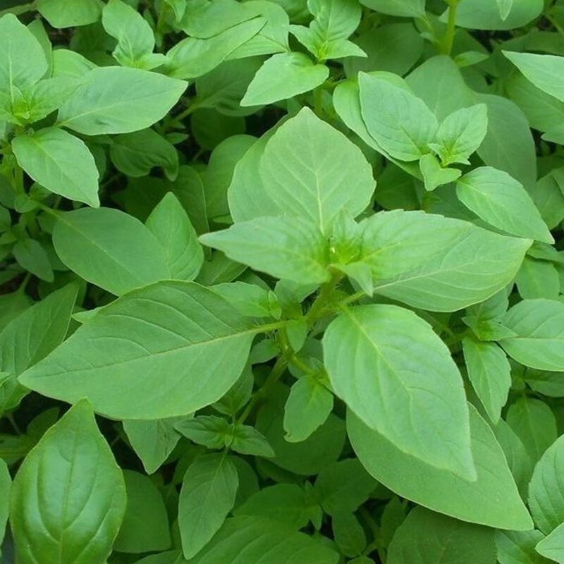 素界(新鲜荆芥菜)河南特产现摘现发带根大叶荆芥茎