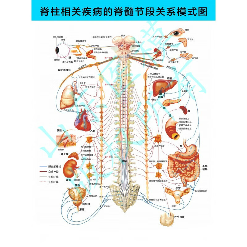 脊柱挂图脊柱相关疾病的脊背触诊诊断示意图 医学挂图 脊髓节段关系图