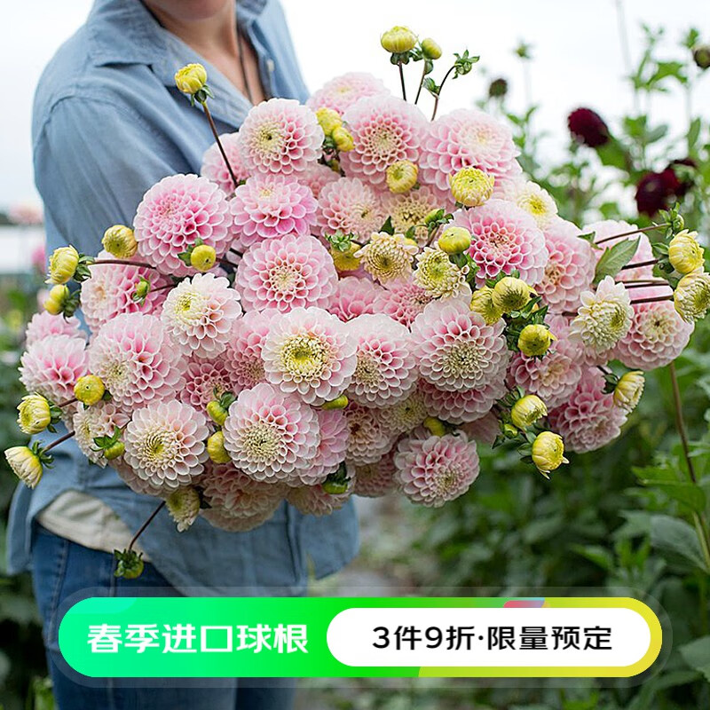 大爱婧骑2023春季球根 进口大丽花块根 阳台庭院球根3颗装 绿野仙踪