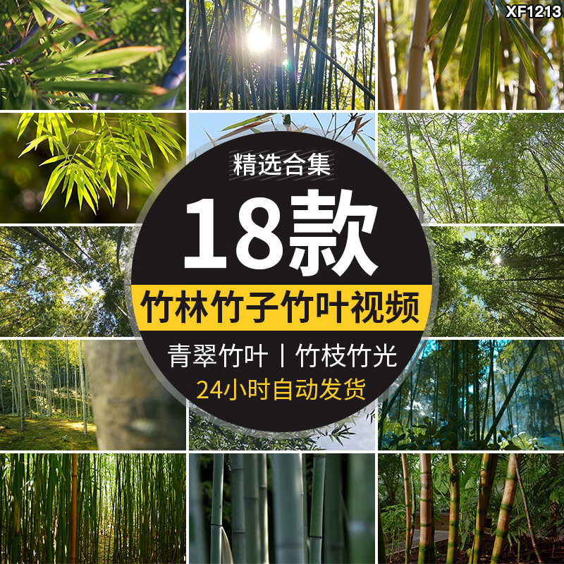 自然竹林阳光照射透过竹叶竹枝青翠绿色小清新竹光竹子短视频素材