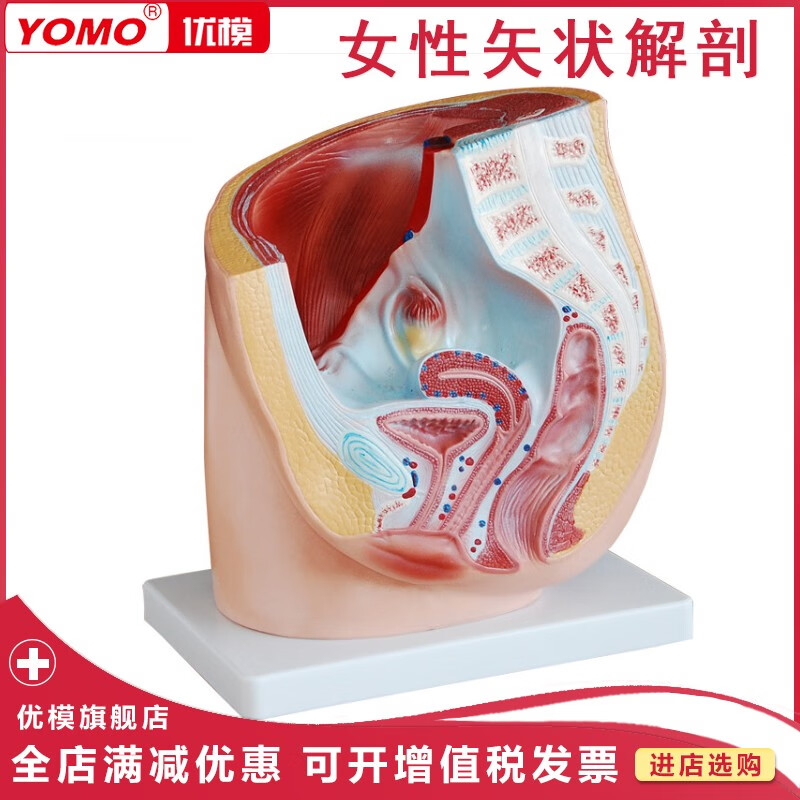 优模 女性矢状解剖(1件)女性盆腔矢状切面模型 妇科计生医学教具 人体