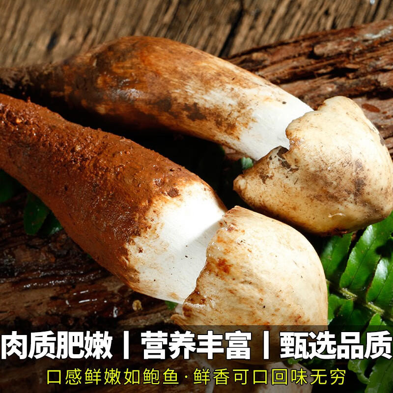 星云湖【现货顺丰】云南野生鸡枞菌 新鲜菌菇蘑菇名菌山珍时令中秋送礼 开伞鸡枞菌(适合炸油鸡枞)4斤