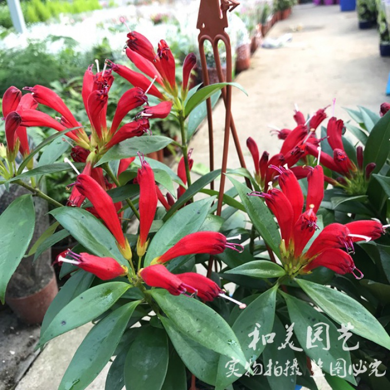 吊兰  金凤还巢 室内半阴类花卉植物  易养花期长 直立口红红色一盆