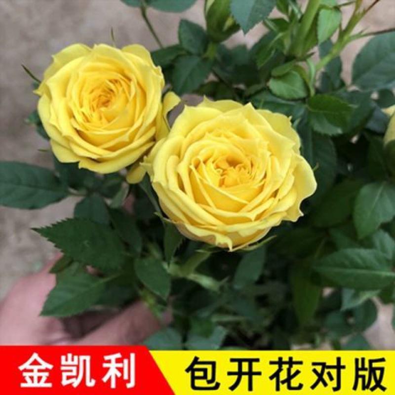 金凯利【四季开花 八年苗开花多多【拍一发三棵】