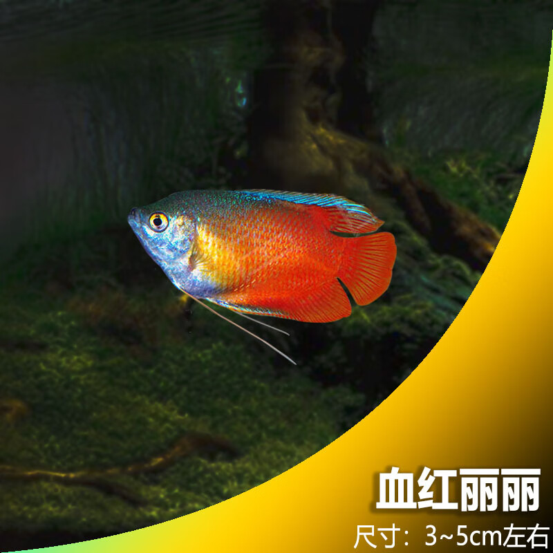 森悠(saryor)观赏鱼曼龙活体鱼血红丽丽鱼淡水鱼小型热带鱼 4cm血红