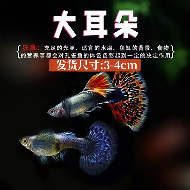 怎么查水族活体商品的历史价格|水族活体价格走势图