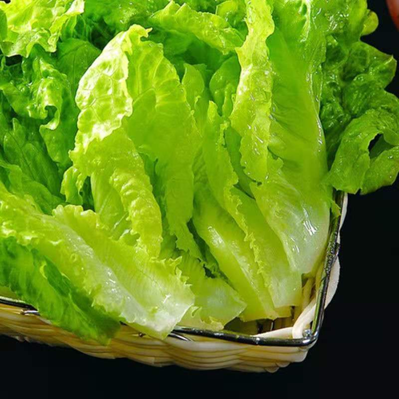 青菜菠菜油麦茼蒿青香菜批发沙拉火锅组合蔬菜 新鲜生菜3斤【净重】