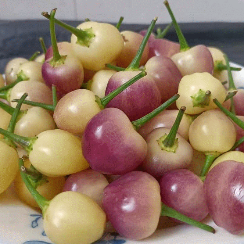 尚蔻【脆辣多汁】七彩椒广西特产新鲜辣椒五彩椒可腌制泡椒特辣现摘