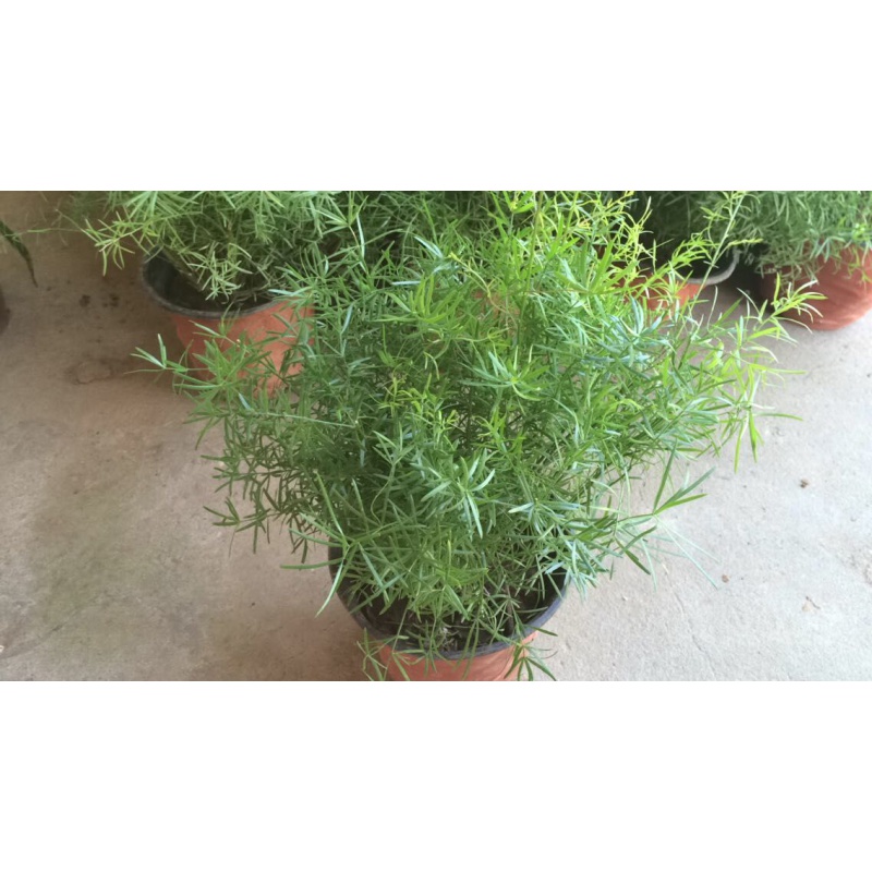 垂吊天门冬花苗 蓬莱松 水培水竹 小绒松 天门冬(整盆苗)如图(25-40高