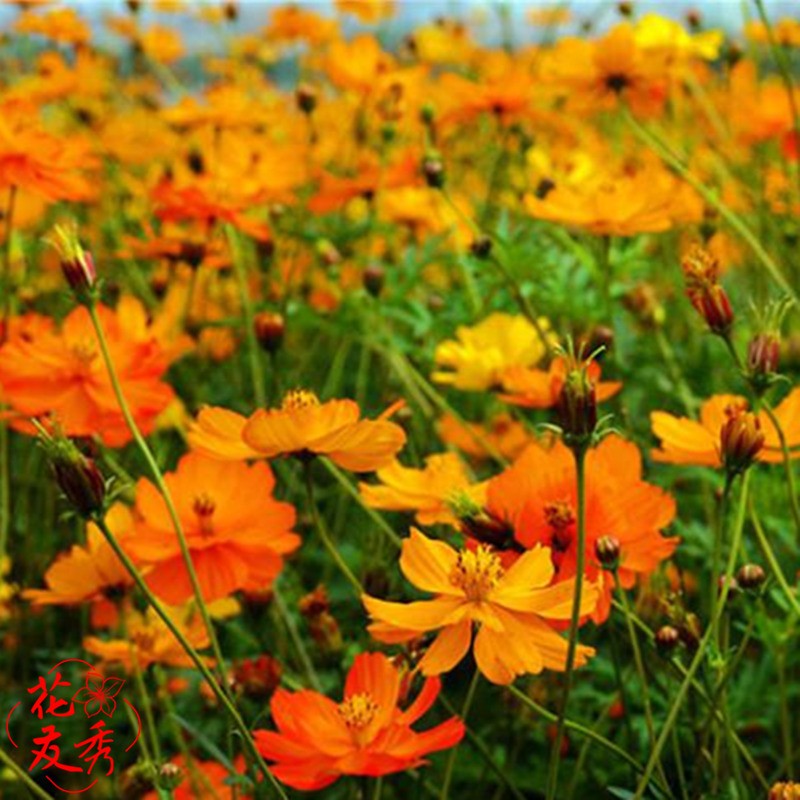 花友秀 硫华菊种子硫化菊花卉种子草花种子易种花海种子观花植物景观
