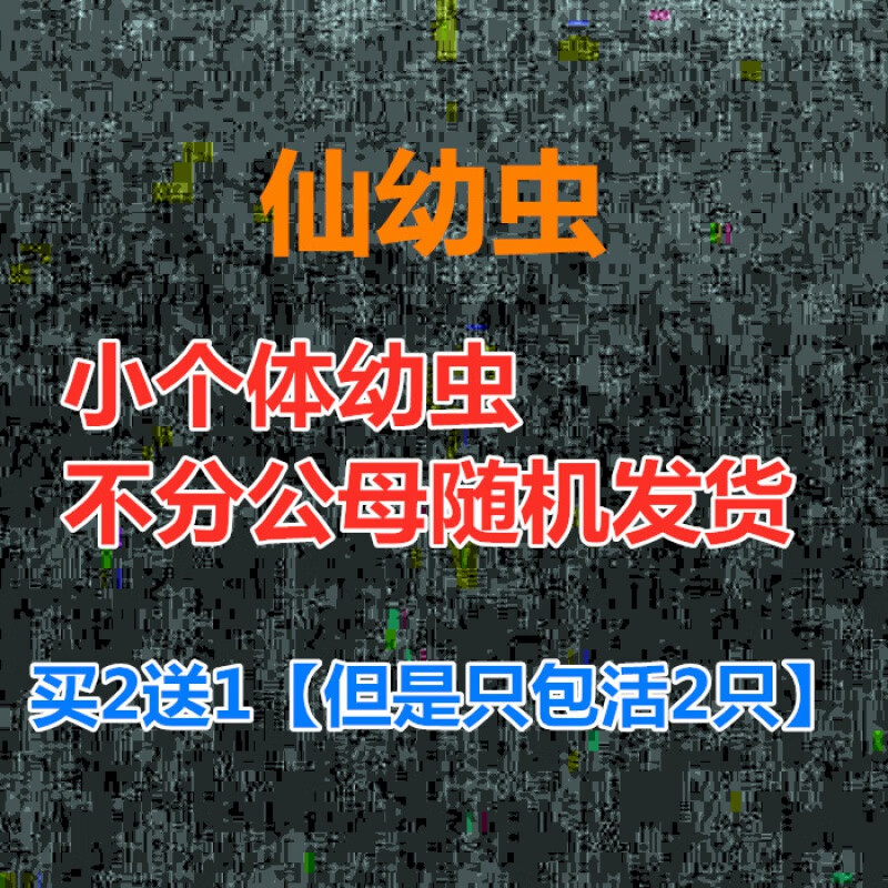 【新虫】独角仙成虫甲虫活体昆虫锹形虫斗虫好养易活宠物独角仙 【仙