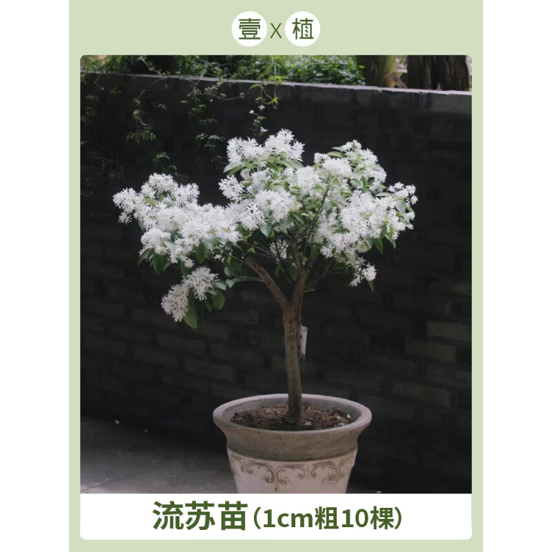 流苏盆景图片大全欣赏(中国最值钱的十大盆景树种)