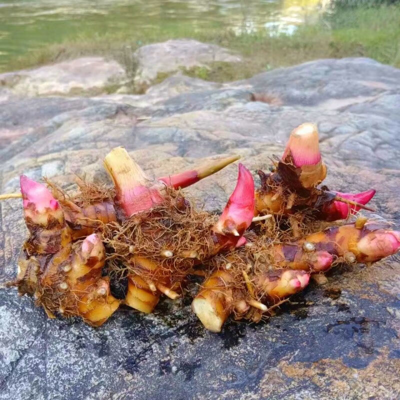 姒桀野生姜花浓香型居家阳台庭院室外香味白色姜花种苗根块蝴蝶花 姜