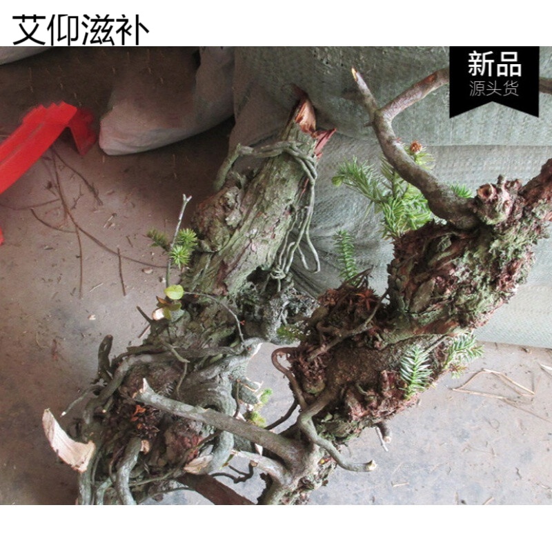 伊梵麦 煲汤新品杉树寄生500g红背叶寄生茶
