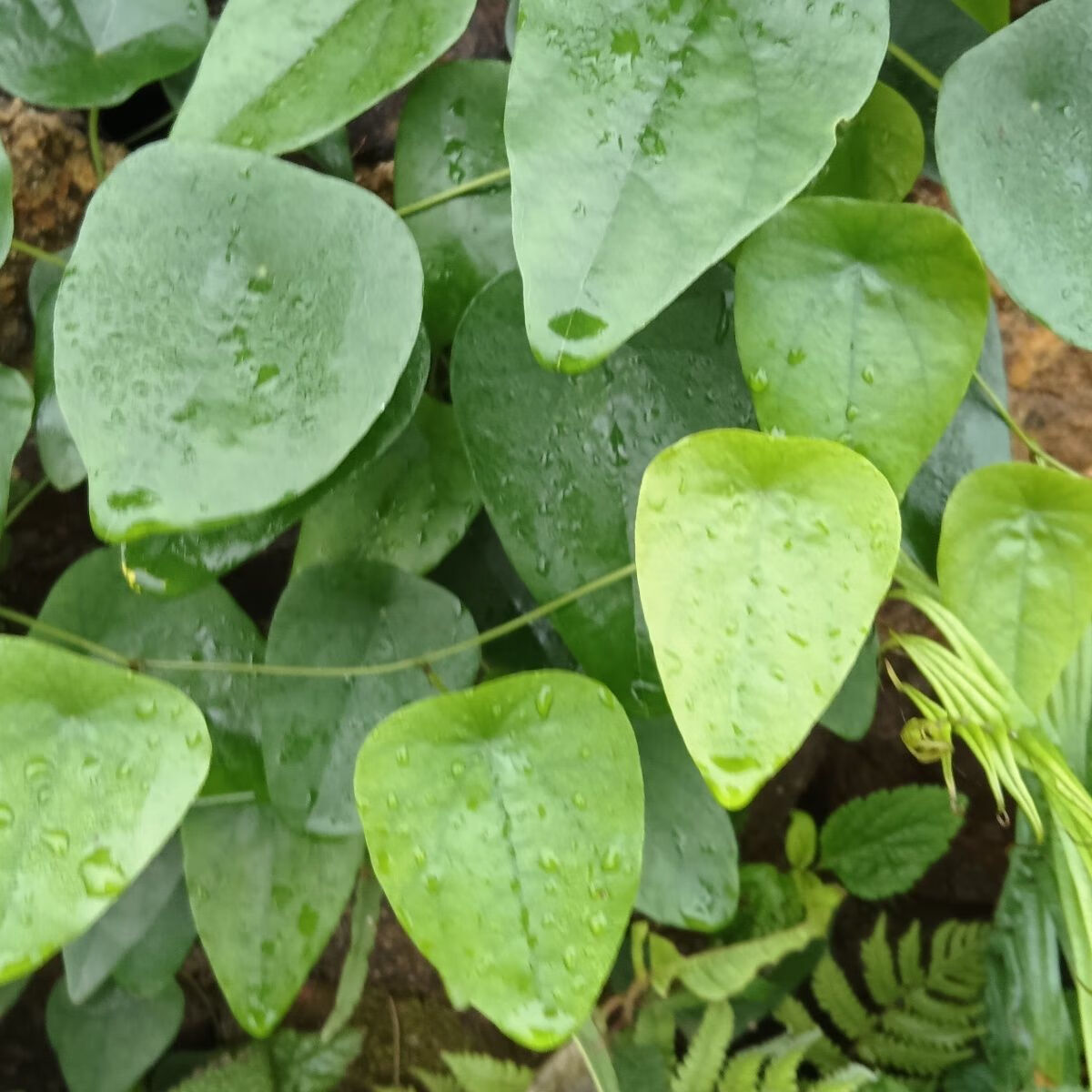 广西新鲜野生千金藤粪箕笃犁壁藤田鸡草中药材飞天雷公藤叶包邮 500克