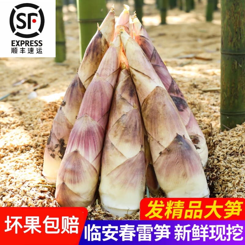 宝小满【顺丰到家】临安天目山春笋  正宗产地现挖现发 5斤大笋(约15