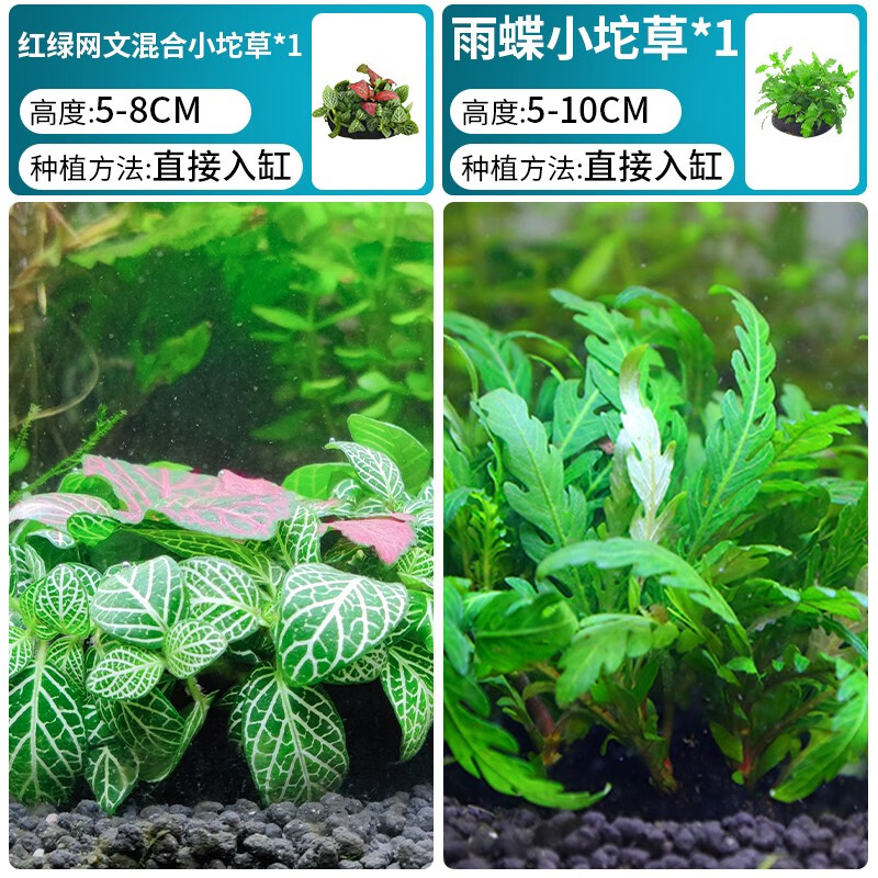 造景套餐真植物前后景懒人养鱼布景装饰 【红绿网 雨蝶】经典坨草组合