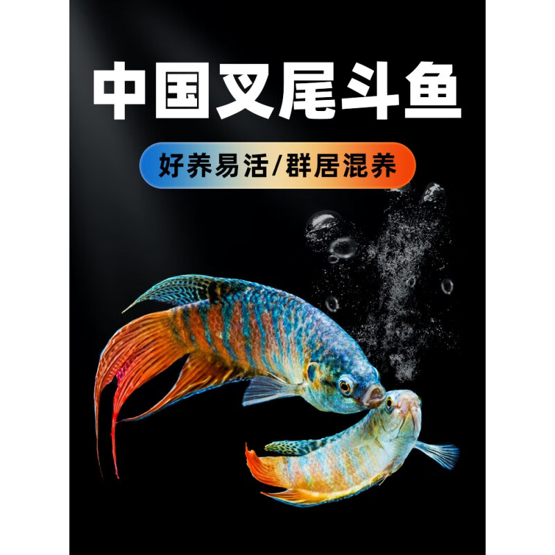 聪腾中国斗鱼活体活鱼冷水淡水观赏鱼好养耐养不打氧小型鱼好养活鱼