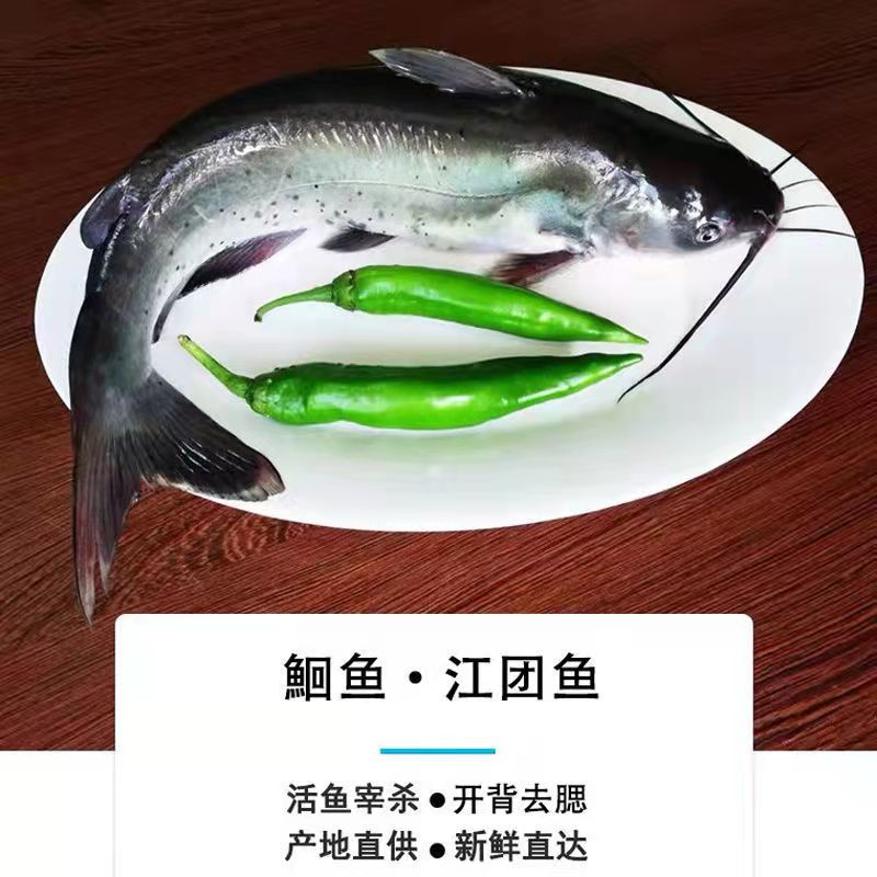 安峰山淡水鮰鱼 江团鱼 钳鱼开背大斑点叉尾鮰烤鱼食材火锅餐饮批发