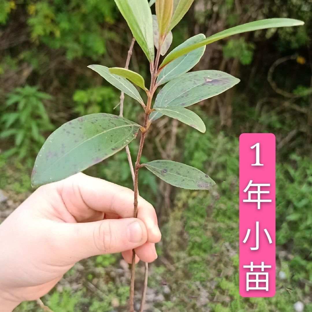 伊潋眸桃金娘树苗山捻子苗乌稔多尼小种苗盆景地栽室内阳台庭院植物 1