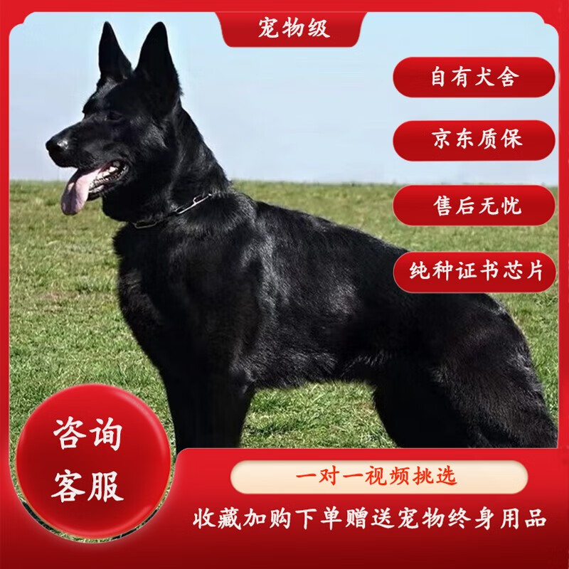 蒂瑞科纯种东德牧羊犬幼犬宠物狗活体大型德牧黑狼犬血统赛级东德犬