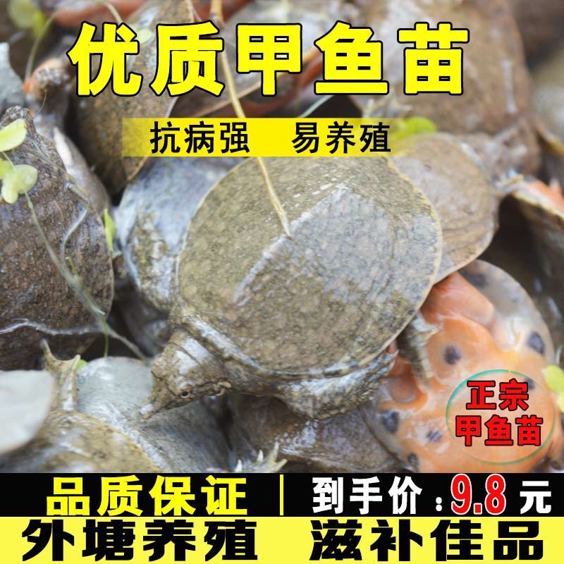弥翠园甲鱼苗活体外塘养殖中华老鳖鲜活小甲鱼团鱼正宗水鱼苗王八鳖鱼苗 50只甲鱼苗（3-4克）属于什么档次？