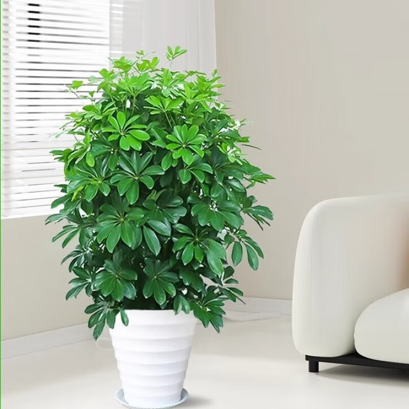 欧芽  鸭脚木盆栽客厅绿植花卉室内大型八方来财鸭掌木七叶莲植物发财 鸭脚木50-60cm+白螺纹盆