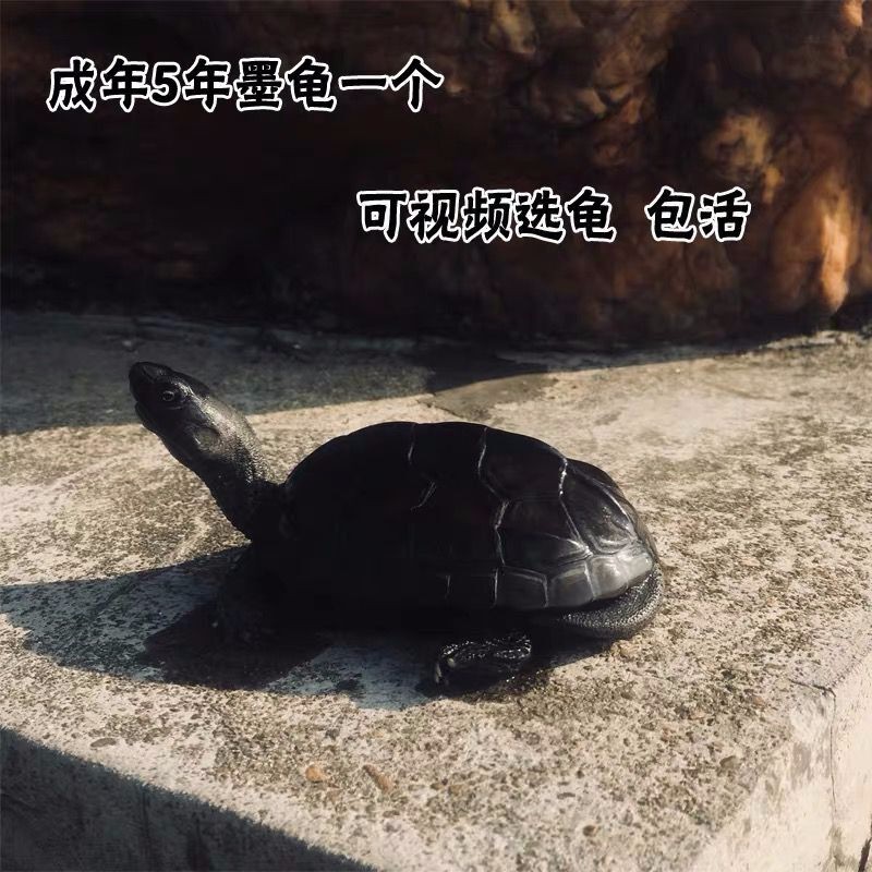 黑纯种顶墨特大墨龟苗宠物乌龟水龟中华草龟活体龟 成年墨龟(60%墨化)