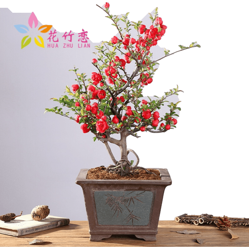 花竹恋品牌苗木价格走势及评测|京东苗木历史价格查询在哪